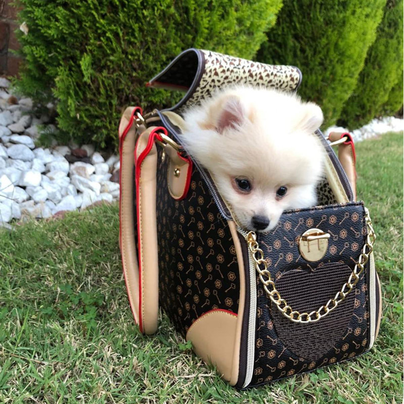 Fancy pet carrier discount